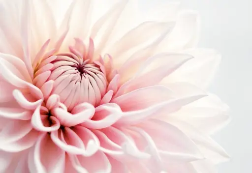 Lingette microfibre fleur